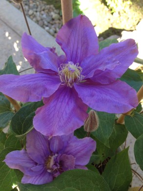 Clematis 'Vyvyan Pennell'