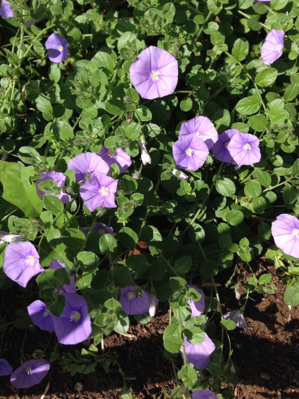 Convolvolus mauritanica 4-16