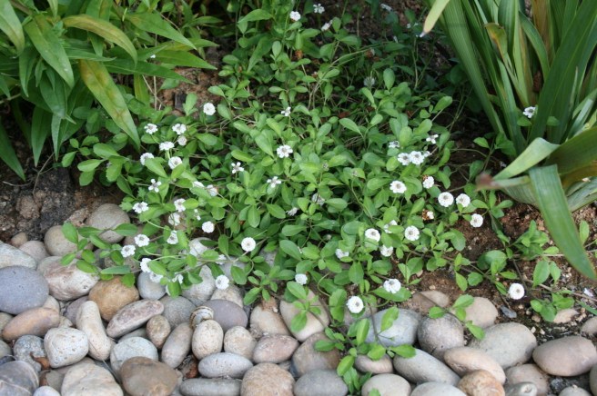 Mystery groundcover from Plant Depot 5-13