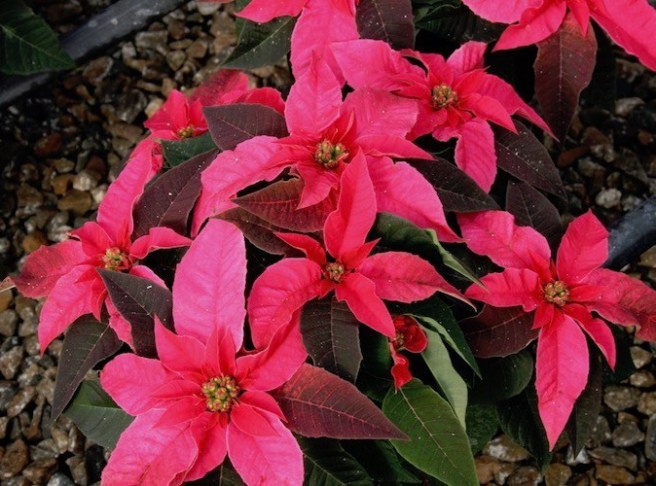 Poinsettia 10