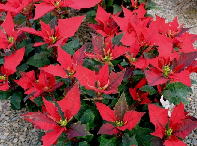 Poinsettia 13
