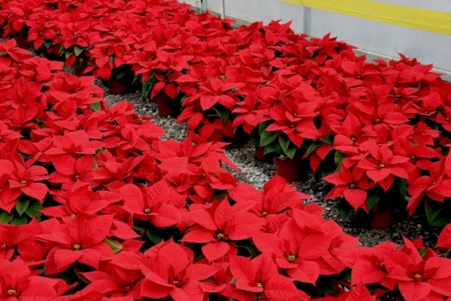 Poinsettia 7