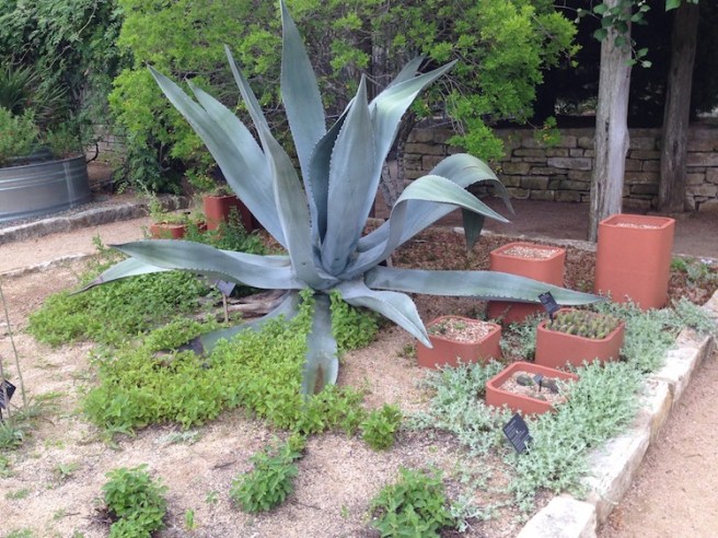 LBJ Wildflower South Texas Sampler