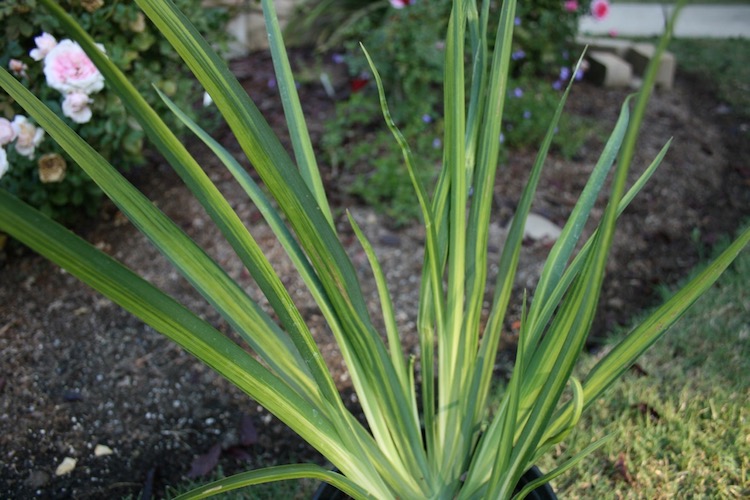 Moraea and the 3 M’s… | Queen of the Dirt