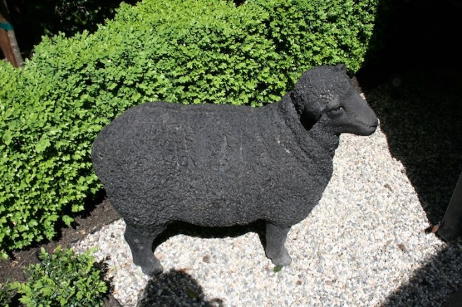 Gamble sheep 6