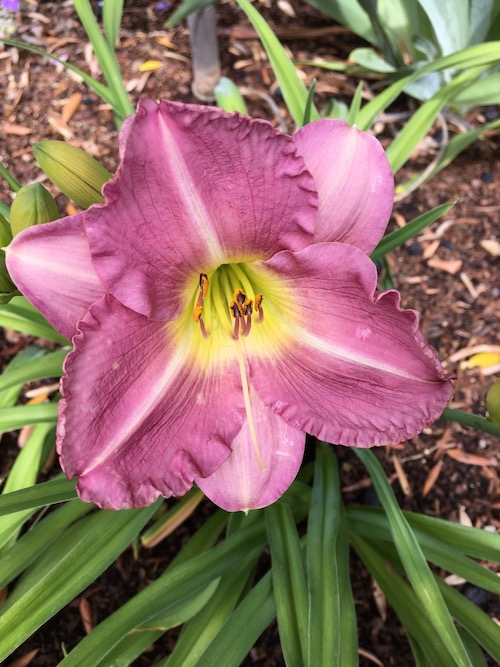 First glimpse…'Lavender Tonic' | Queen of the Dirt