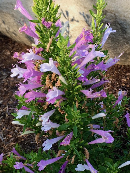Poliomintha maderensis Lavender Spice | Queen of the Dirt